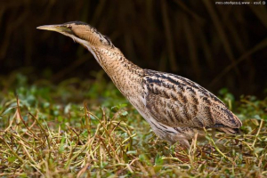 Big back - motley relative of herons